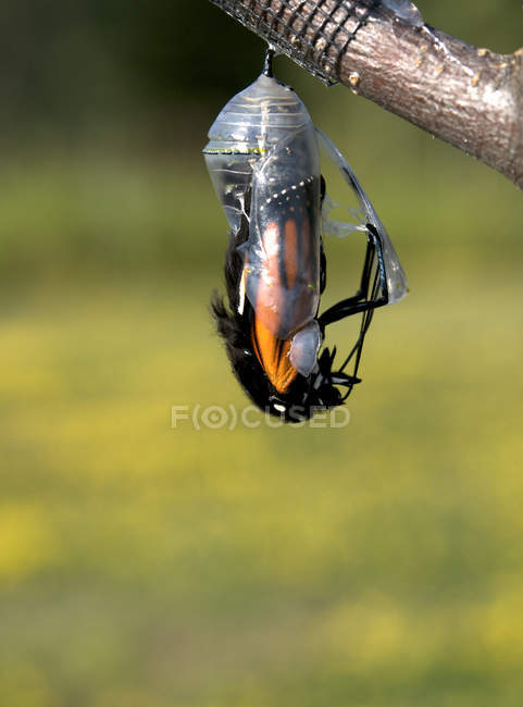 Papillon monarque émergeant de la chrysalide comme papillon . — Photo de stock