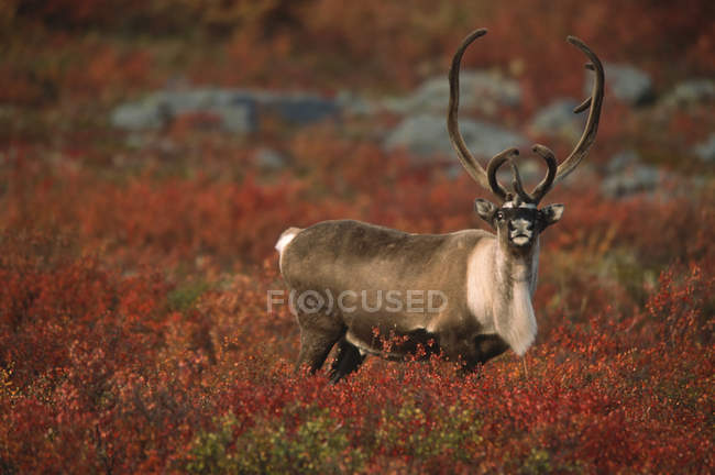 Toro caribù arido in piedi sul prato autunnale in Canada Artico — Foto stock