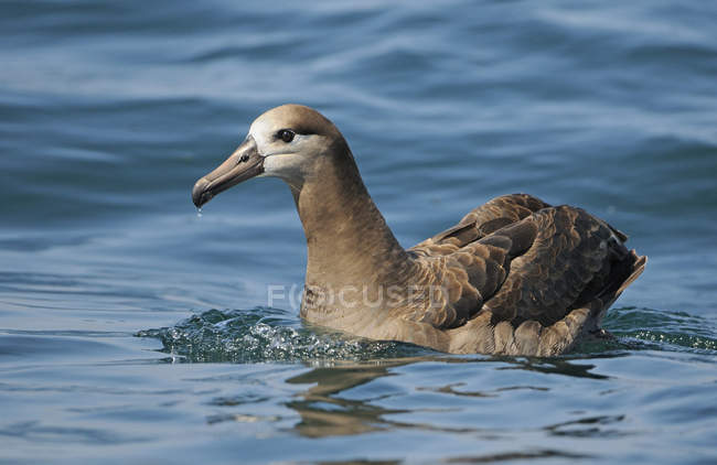 Albatros à pieds noirs flottant sur l'eau bleue, gros plan — Photo de stock