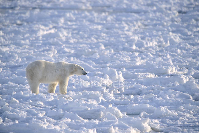 Orso polare che cammina su ghiaccio grezzo vicino a Churchill, Manitoba, Canada
. — Foto stock