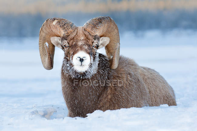 Bélier d'Amérique avec museau couvert de givre reposant dans le parc national Jasper, Alberta, Canada — Photo de stock