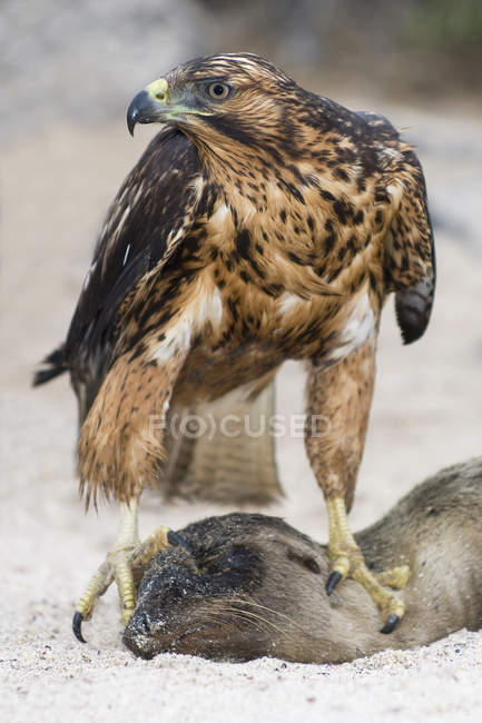 Falco delle Galapagos a caccia di leoni marini morti della California nell'arcipelago delle Galapagos, Ecuador — Foto stock