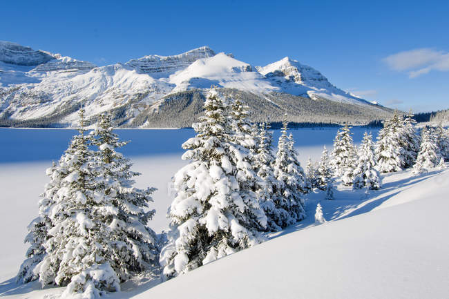 Frozen Bow Lake and snow-covered trees by Icefield Parkway, Banff National Park, western Alberta, Canada — Stock Photo