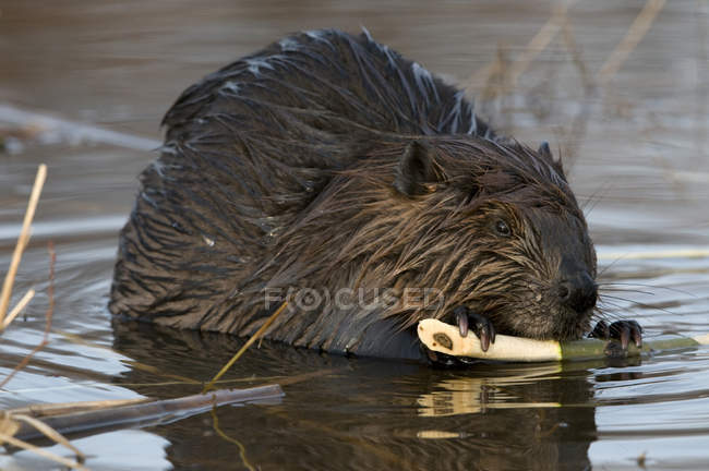 Castor sentado en estanque alimentándose de rama de álamo, Ontario, Canadá - foto de stock