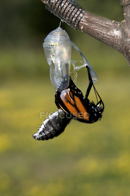 Monarchfalter aus Chrysalis als Schmetterling, Nahaufnahme — Stockfoto