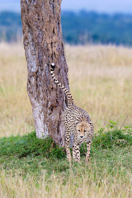 Chita macho árvore de marcação de urina em Masai Mara Reserve, Quênia, África Oriental — Fotografia de Stock