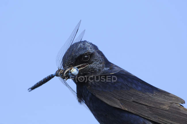 Close-up of purple martin swallow with dragonfly catch in bill. — Stock Photo