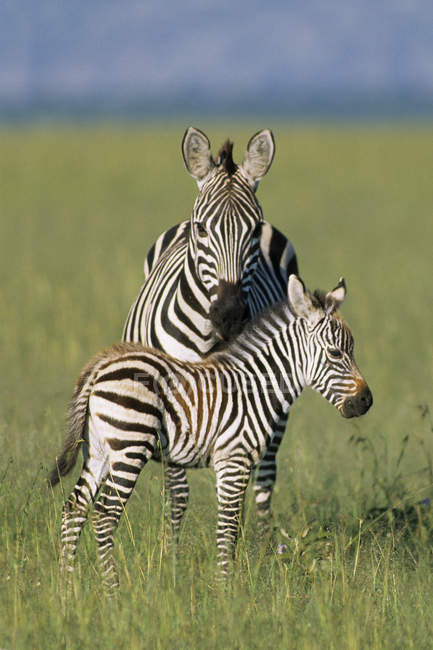 Zebra delle pianure con puledro al pascolo della Riserva Masai Mara, Kenya, Africa orientale — Foto stock