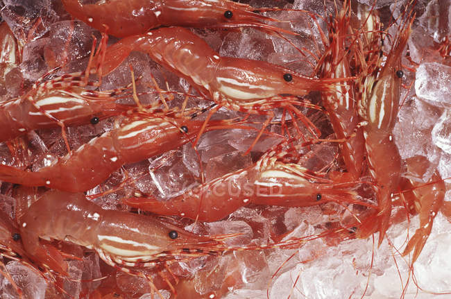 Primer plano de los camarones recién capturados en el hielo, cuadro completo - foto de stock