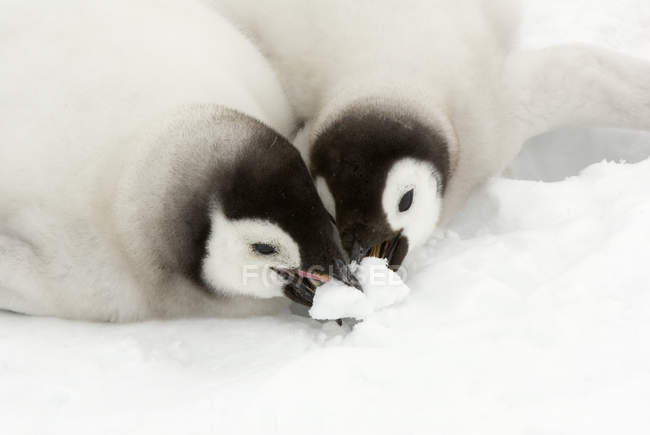Pulcini pinguino imperatore mangiare neve, Snow Hill Island, penisola antartica — Foto stock