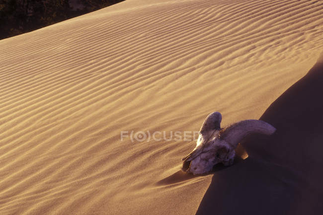 Teschio di pecora bighorn della California in duna di sabbia . — Foto stock