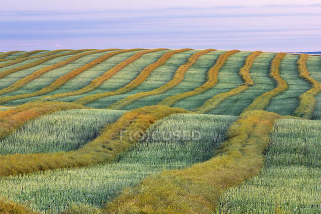 Patrón natural y paisaje del campo de cosecha de canola cerca de Trochu, Alberta - foto de stock