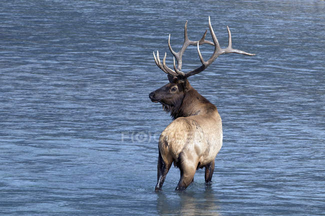 Wild elk standing in water of Athabasca River, Alberta, Canada. — Stock Photo