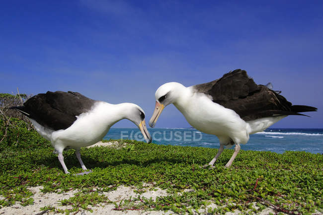 Laysan albatrozes cortejando na grama de Midway Atoll, Havaí — Fotografia de Stock