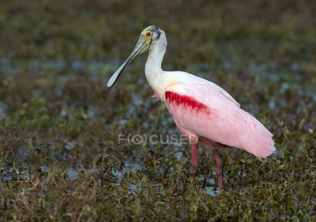 Espátula rosada caza de aves en pantano . - foto de stock