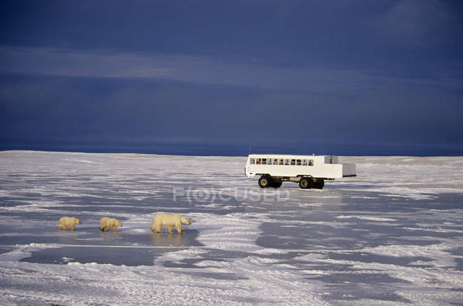Белый медведь с детенышами, идущими по льду, в то время как туристический автобус проходит позади Черчилля, Манитоба, Канада
. — стоковое фото