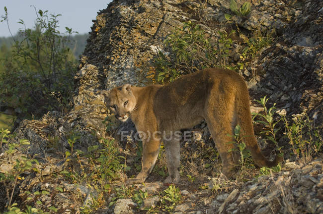 Cougar standing in Rocky Mountains, Canada — Stock Photo