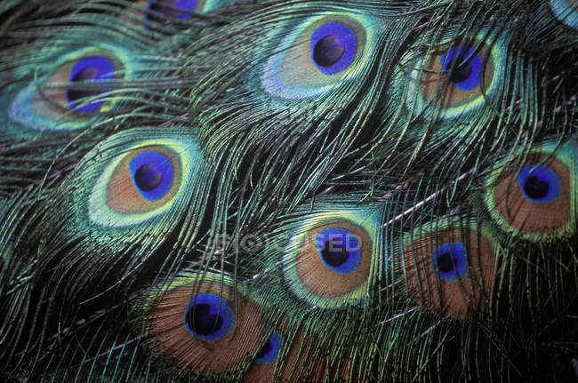 Male peacock display feathers, close-up — Stock Photo