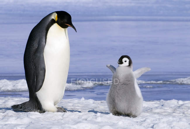 Pinguino imperatore adulto con pulcino sull'isola di Snow Hill, Weddell Sea, Antartide — Foto stock