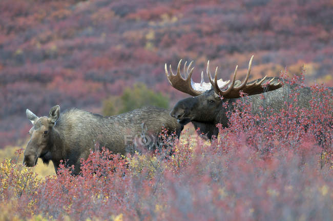 Mucca e alce toro durante la stagione degli scatti nel Denali National Park, Alaska, Stati Uniti d'America . — Foto stock