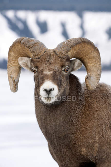 Portrait of bighorn sheep ram in snowy field. — Stock Photo