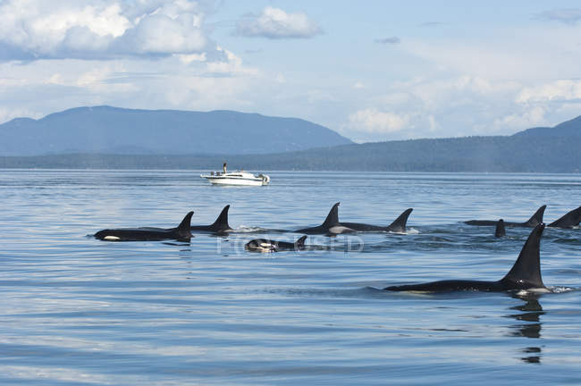 Southern resident orcas approaching tourist boat by Pender Island in Canada — Stock Photo