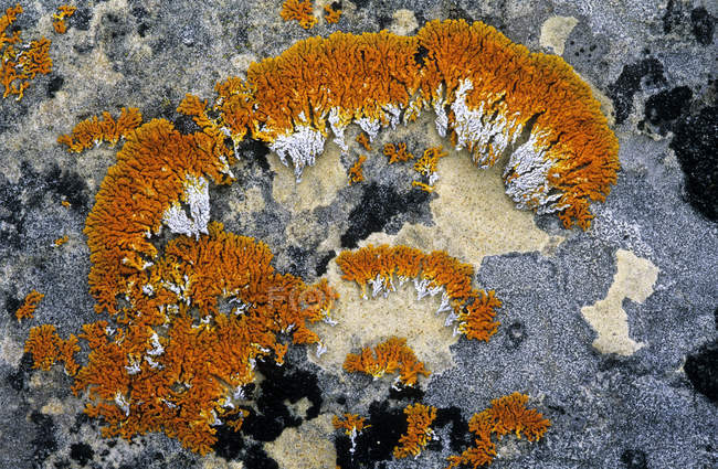 Gros plan du motif naturel de roche incrustée de lichen, cadre complet — Photo de stock