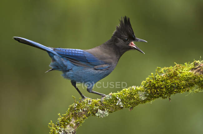 Steller jay uccello appollaiato sul ramo e chiamando all'aperto . — Foto stock