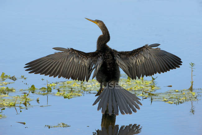 Anhinga alas de secado de aves acuáticas en tronco de madera en el lago - foto de stock