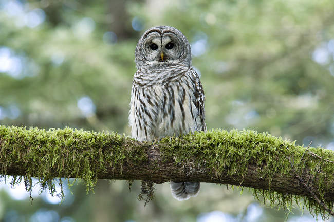 Adult barred owl perching on mossy tree branch in rain forest. — Stock Photo