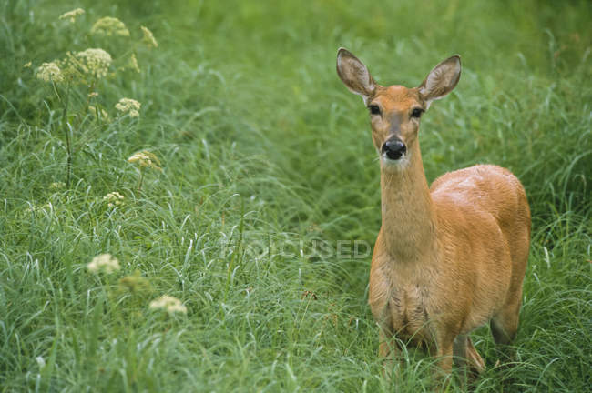 White-tailed doe in tall grass at Saskatchewan, Canada — Stock Photo