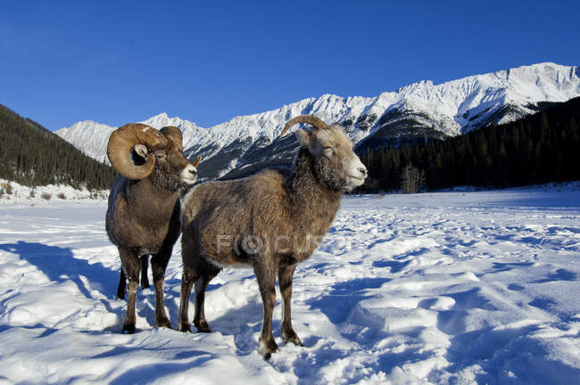 Par de ovelhas bighorn em pé na neve no Parque Nacional Jasper, Alberta, Canadá — Fotografia de Stock