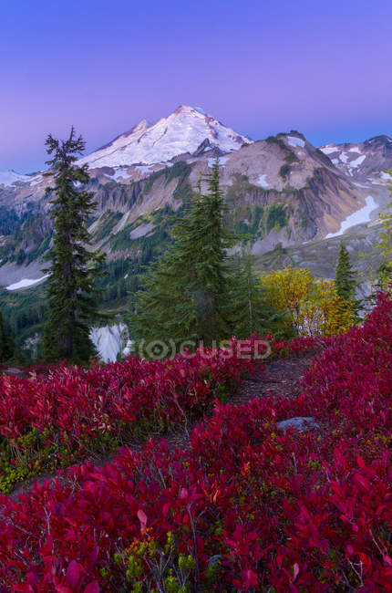 Folhagem outonal de plantas na Floresta Nacional Mount Baker-Snoqualmie, Washington, Estados Unidos da América — Fotografia de Stock
