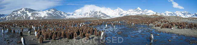 Colônia de pinguins-rei na paisagem montanhosa da Ilha da Geórgia do Sul, Antártida — Fotografia de Stock