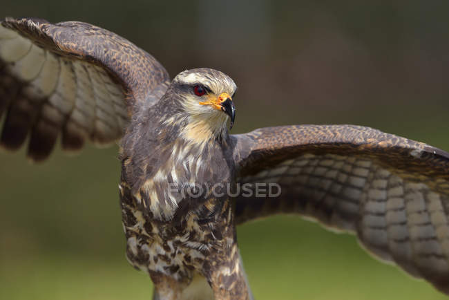 Snail kite with wings outstretched, close-up. — Stock Photo