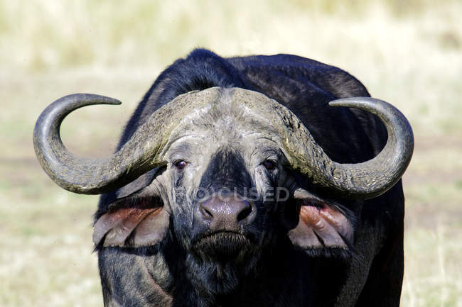Portrait of African buffalo bull in meadow of Masai Mara Reserve, Kenya, East Africa — Stock Photo