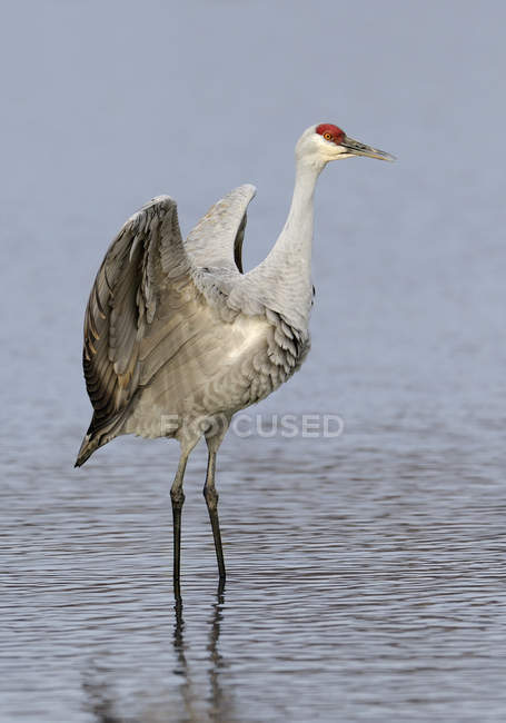 Sandhill crane with spread wings walking in water at Reifel Refuge, British Columbia, Canada — Stock Photo