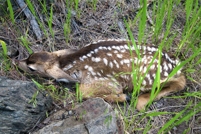 Veado de mula recém-nascido fawn deitado na grama — Fotografia de Stock