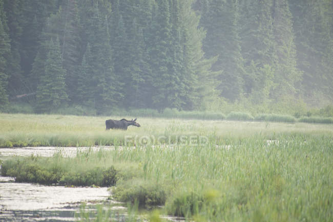 Alce de vaca pastando em zonas húmidas do parque provincial de Algonquin, Ontário, Canadá — Fotografia de Stock