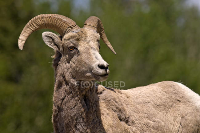 Овцы Бигхорн, стоящие в курсе в национальном парке Джаспер, Альберта, Канада — стоковое фото