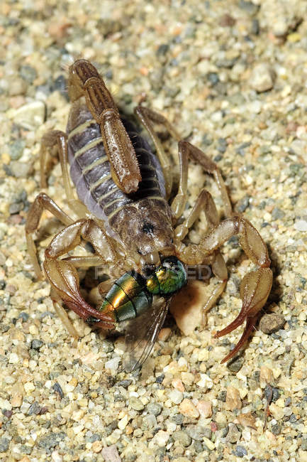 Close-up of Northern scorpion eating fy. — Stock Photo