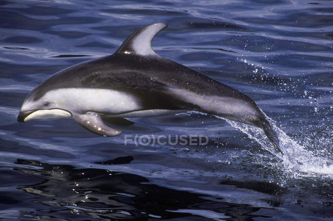 Hermoso delfín de lado blanco pacífico saltando en olas marinas - foto de stock