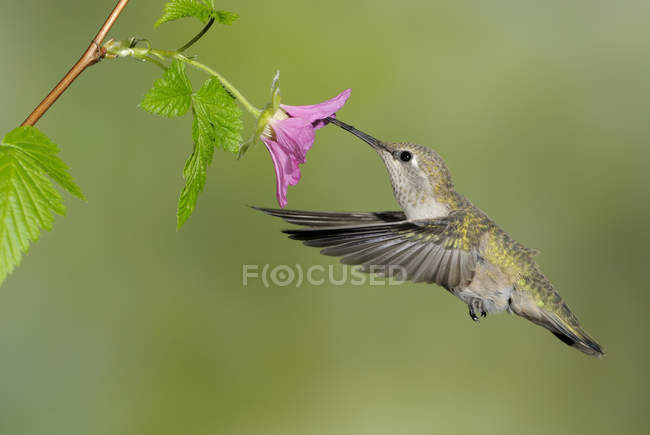 Female Anna Hummingbird feeding at flower, close-up. — Stock Photo