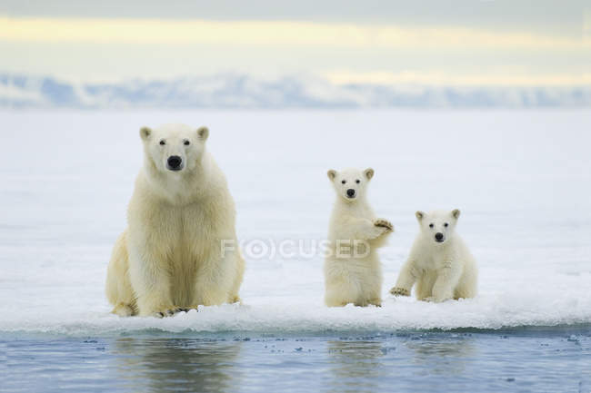 Oso polar con cachorros cazando en paquete hielo en el archipiélago de Svalbard, Ártico Noruega - foto de stock