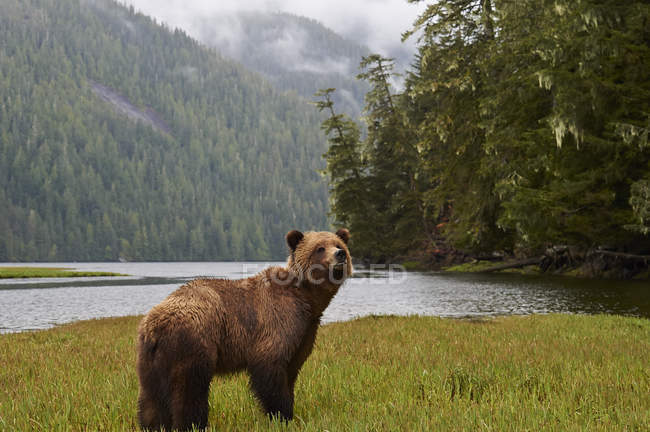 Urso pardo em pé na margem do rio na floresta de montanha, Khutzeymateen Park, Canadá
. — Fotografia de Stock
