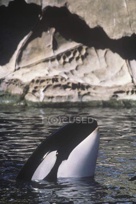 Peering orca whale at Saturna Island, Vancouver Island, British Columbia, Canadá . — Fotografia de Stock