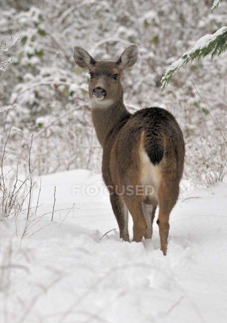 Ciervo de mula parado en la nieve - foto de stock
