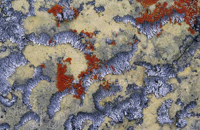 Крупный план природного рисунка инкрустированной лишайником скалы, полная рамка — стоковое фото