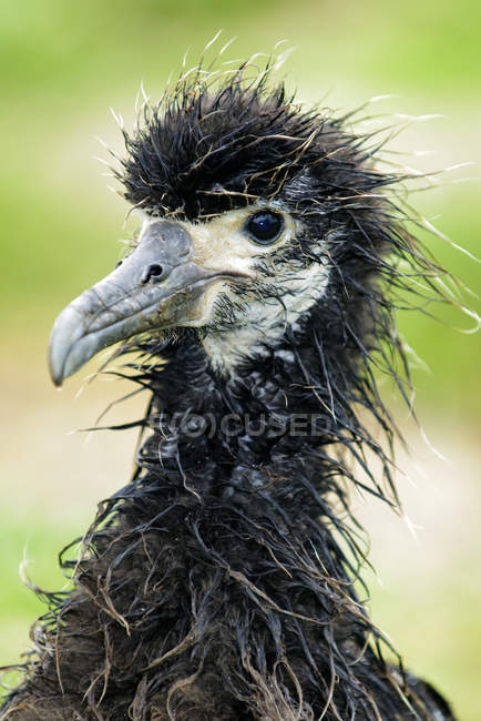Poussin albatros Laysan avec plumage trempé, gros plan . — Photo de stock