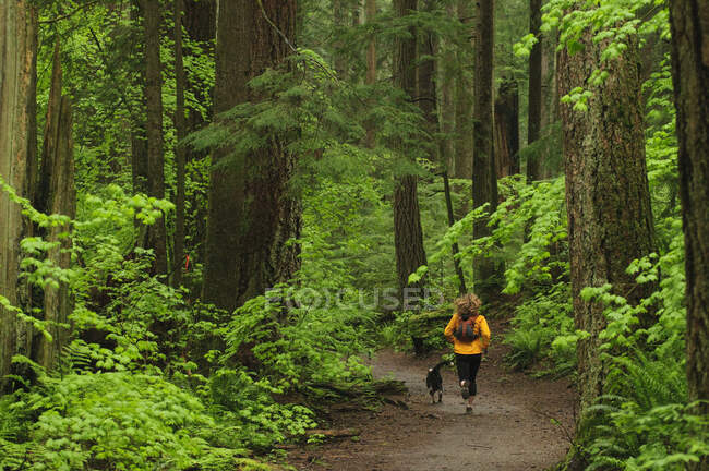 Sendero corriendo en el Monte Seymour. North Vancouver, Columbia Británica. Canadá - foto de stock